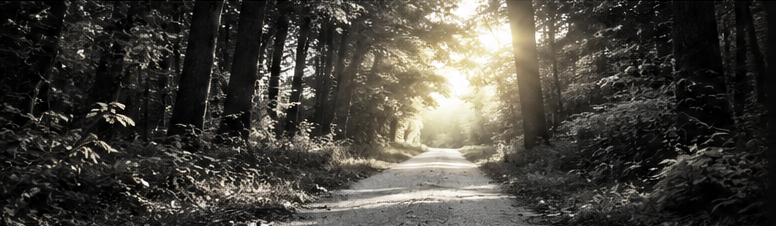 A forest path leading toward sunlight